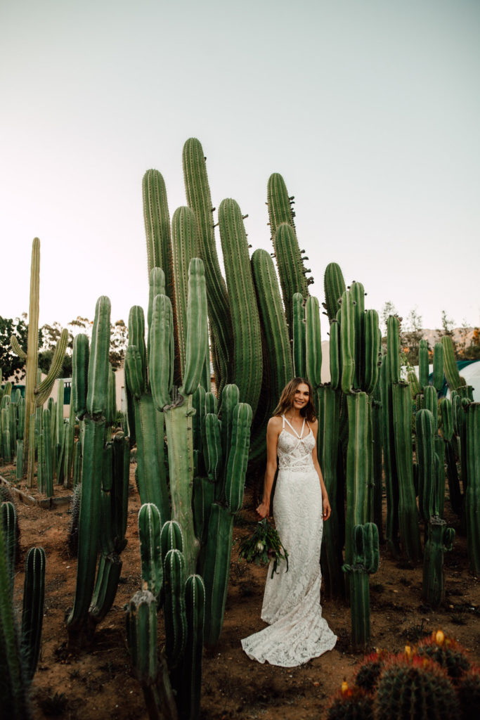 cactus boda